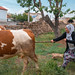 Turkish Woman Prodding Cow, Cappadocia, Turkiye