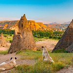Dogs Watching Over Cappadocia Turkiye