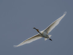Spoonbill over head  (由  michafink