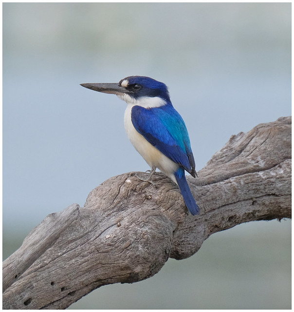 Forest Kingfisher - McMinns Lagoon, Darwin Rural Area, Northern Territory, Australia