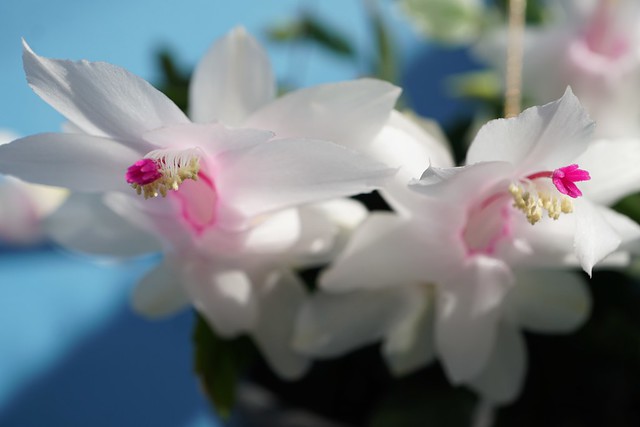 The White Christmas Cactus or White May Flower at home.