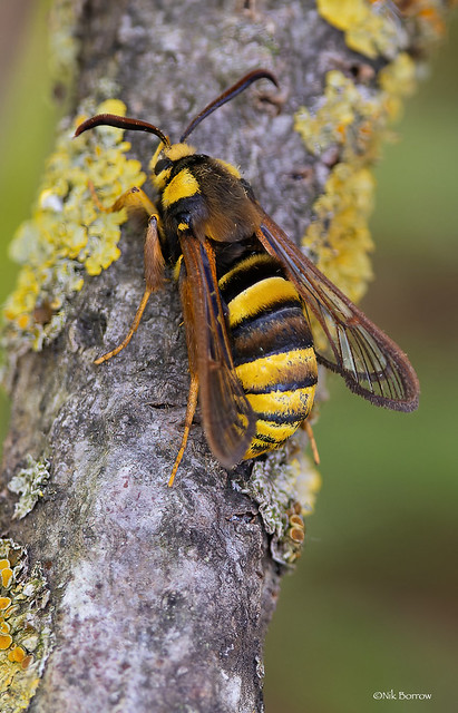 Hornet Moth Sesia apiformis