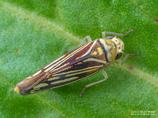Leafhopper (Cicadellidae) - P6067453