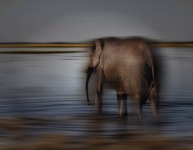 Elephant crossing the River