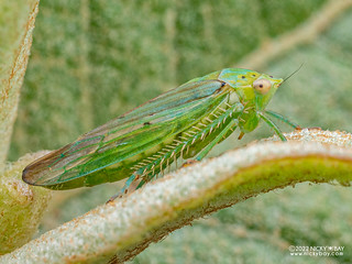 Leafhopper (Gypona sp.) - P6067395