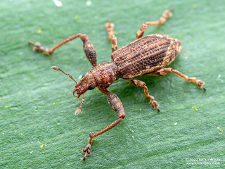 Weevil (Pandeleteius sp.) - P6067270