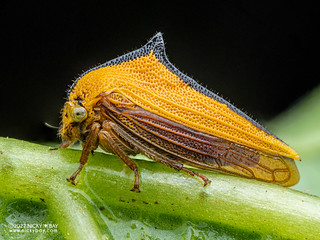 Treehopper (Ennya sobria) - P6057202