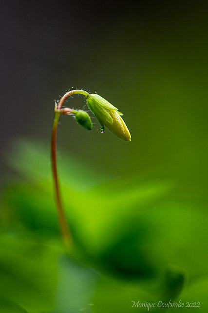 Bouton de fleur d'Oxalis corniculée - Creeping Woodsorrel flower bud
