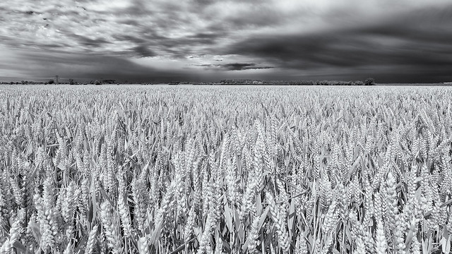 Wheat crisis