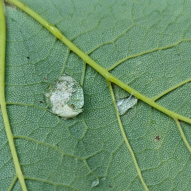 Details of a Leaf
