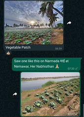 Vegetable Patch reminding me of Narmada माई in Nemawar
