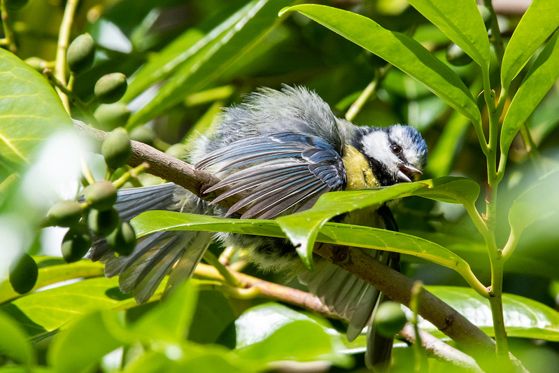 eurasian-blue-tit-wet-waters-of-leith-edinburgh-9801