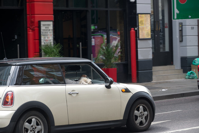 DSC_4532 Shoreditch London Great Eastern Street Driver with his Dog on his Lap in Mini Car