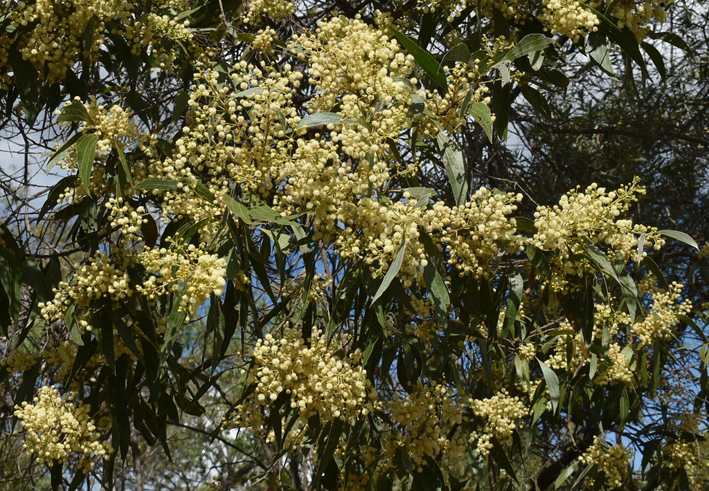 Acacia flavescens, southwest of Mt Garnet, QLD, 06/04/22