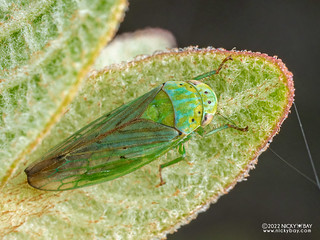 Leafhopper (Cicadellidae) - P6067391