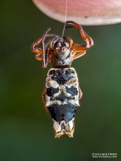 Thorn orb weaver (Micrathena pupa) - P6067348
