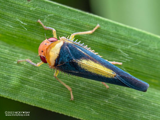 Leafhopper (Cicadellidae) - P6067320