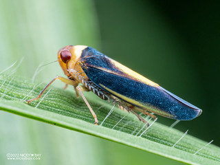 Leafhopper (Cicadellidae) - P6067315