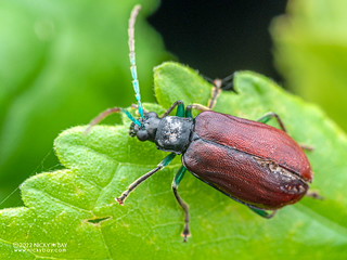 Leaf beetle (Chrysomelidae) - P6057254