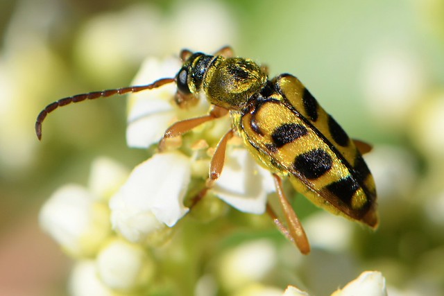 Flower Longhorn Beetle on Toyon -- Strophiona tigrina?