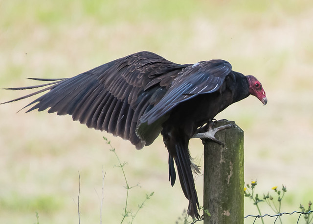 Turkey Vulture photo dump
