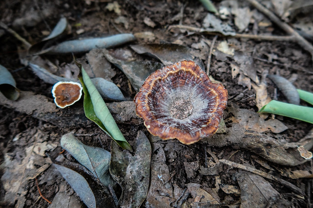 Unidentified mushroom 1