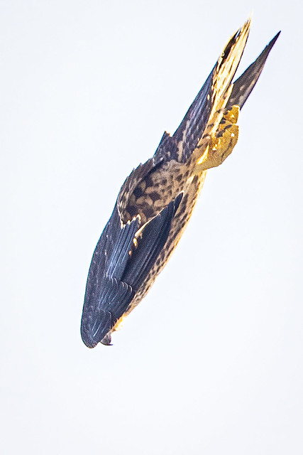 Peregrine Falcon---Falco peregrinus
