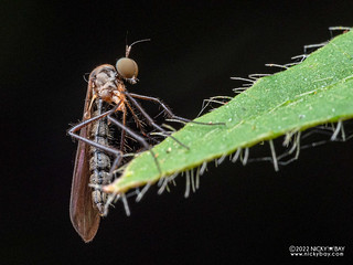 Dance fly (Chvalaea sp.) - P6067494