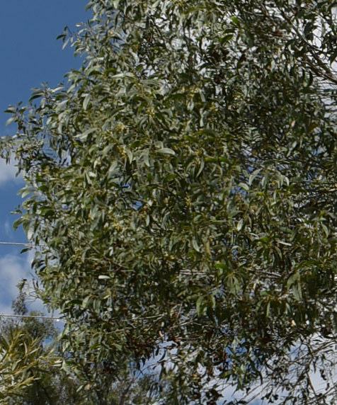 Acacia disparrima ssp calidestris [right], southwest of Mt Garnet, QLD, 06/04/22