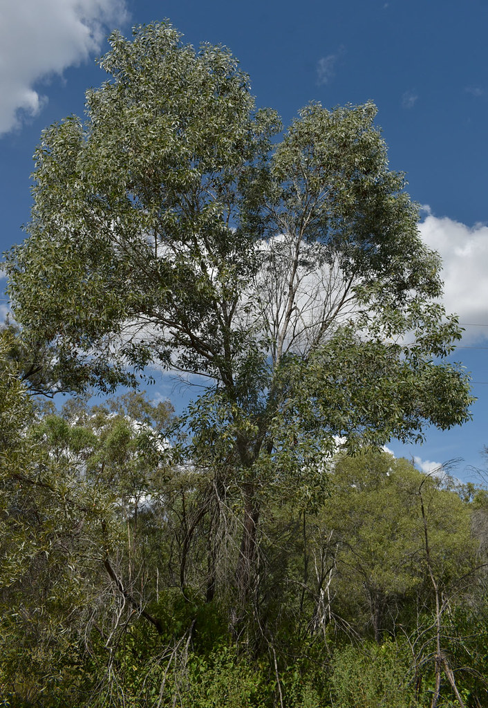 Acacia disparrima ssp calidestris [right], southwest of Mt Garnet, QLD, 06/04/22