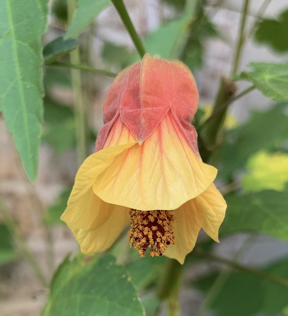 Yellow flower hanging down, with a soft pink cap on top