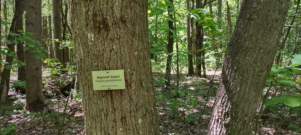 The Dorothy Trail