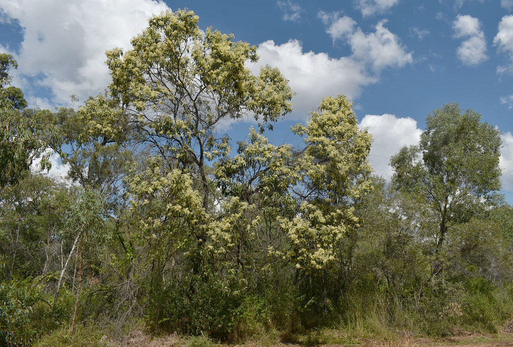 Acacia flavescens, southwest of Mt Garnet, QLD, 06/04/22