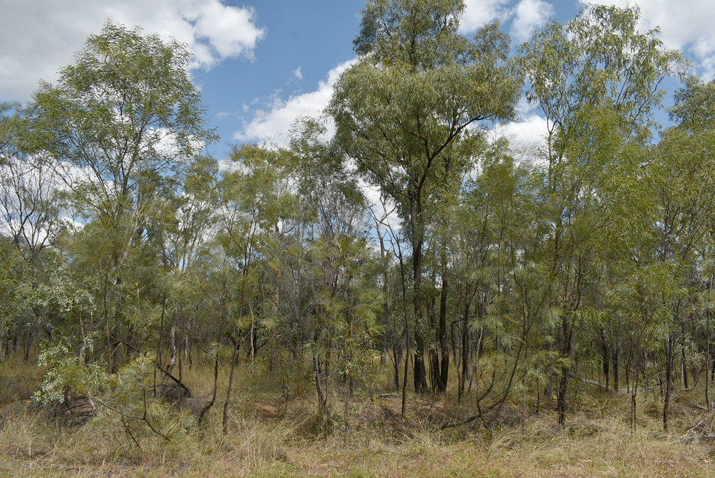 Grevillea pteridifolia and Acacia julifera, Undara Road, east of Mt Surprise, QLD, 06/04/22