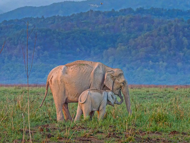 Offsprings always accompanied and protected by at least one adult, almost always. 25 May, 2022 JimCorbett National Park, Ramnagar, Uttarakhand  EM1 mk3 100-400IS 1/640, f6.3, 400mm, ISO6400