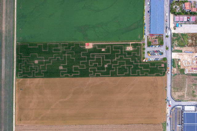 Labyrinthe dans un champ de Maïs à Orbe