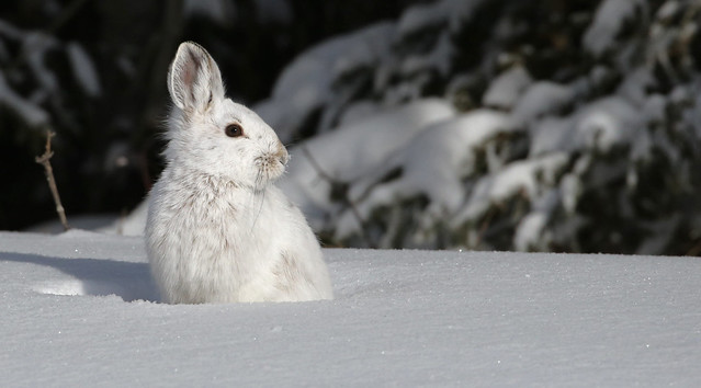 Snowshoe Hare...#16