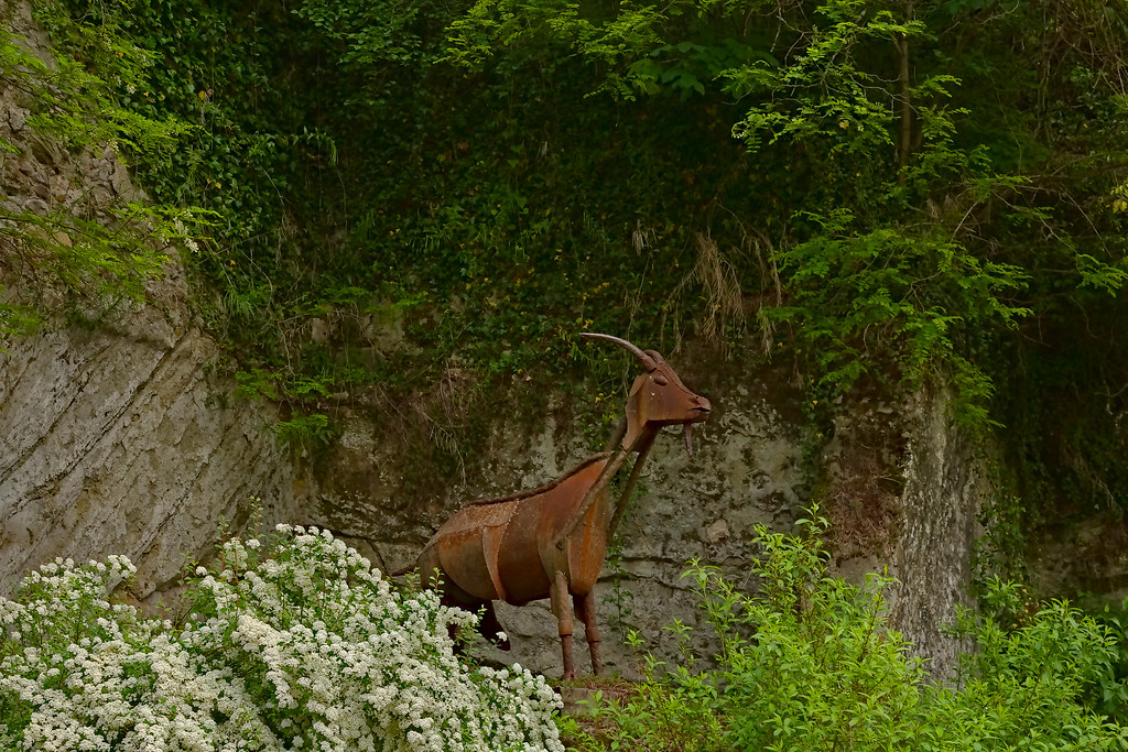 Chèvre, Alby sur Cheran, Haute Savoie