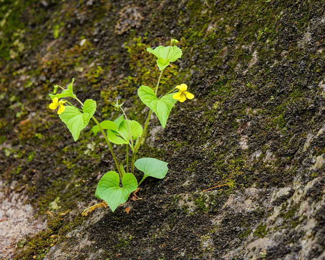 Yellow forest violet