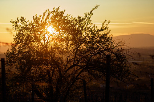 Sun through vegetal by darkorohr, sunrise levédesoleil soleil sun arbuste tree arbre bush mood ambiance morning matin molsheim alsace