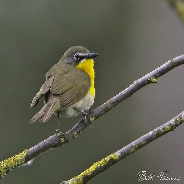 Yellow-breasted Chat 2022-001