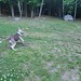 #playtime for Border Collie: Ridley Scott and Hunter the Dog - aka Alien Hunter  #colliemix #bordercollie #bordercolliesrock #dogsplaying #playingdogs #dog #dogs #puppy #letsplay #letsplayball #puppiesintraining