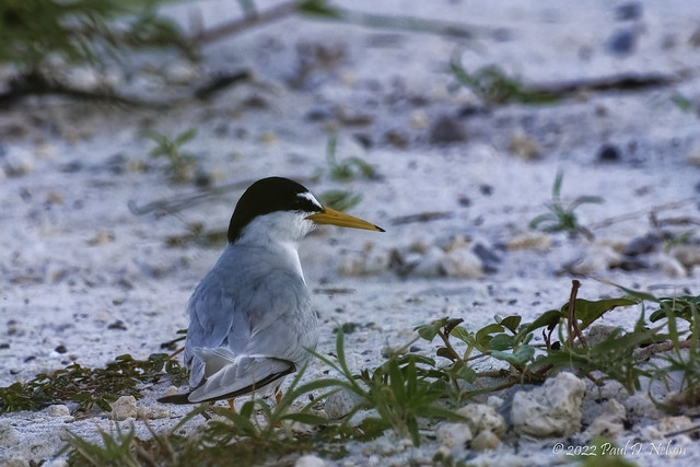 _PDN2166_Least Tern; Navarre Beach, Florida