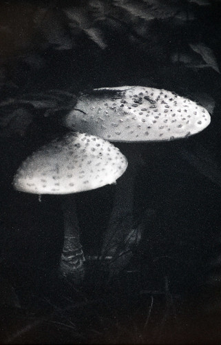Mushrooms on Polapan Film