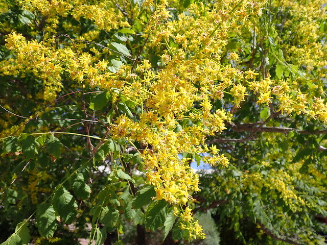 Koelreuteria paniculata - golden raintree