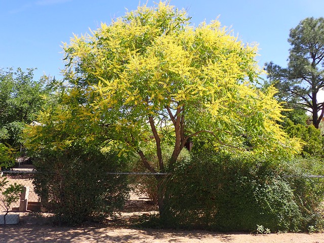 Koelreuteria paniculata - golden raintree