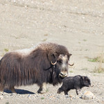 Musk Ox Cow & Calf (Ovibos moschatus) From a gravel slope abutting Hasting Creek in Nome, AK. Interesting that musk ox are related to goats and sheep (if you doubt that, check out those elliptical pupils..), but the genders and young are named like cattle.