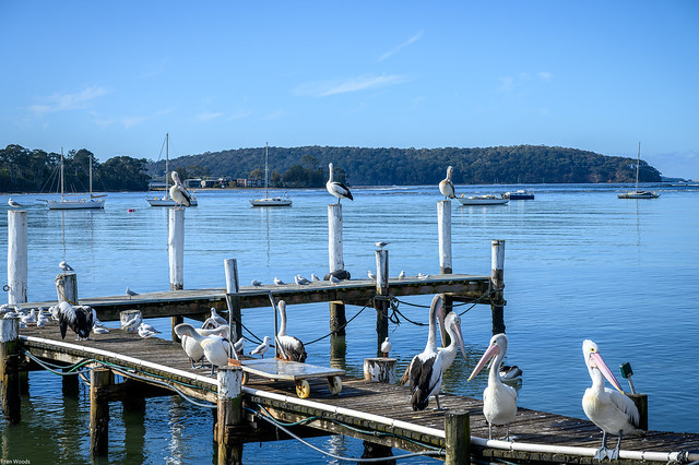 Pelicans and sea gulls at Batemans Bay, NSW, Australia