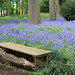 A seat amongst the bluebells