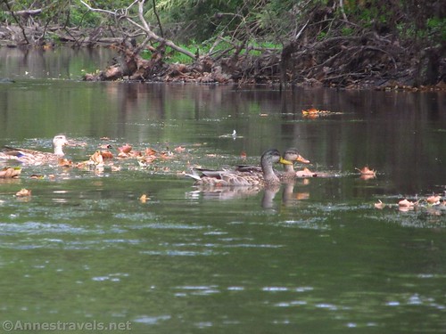 Ducks in Irondequoit Creek, Ellison Park, Rochester, New York
